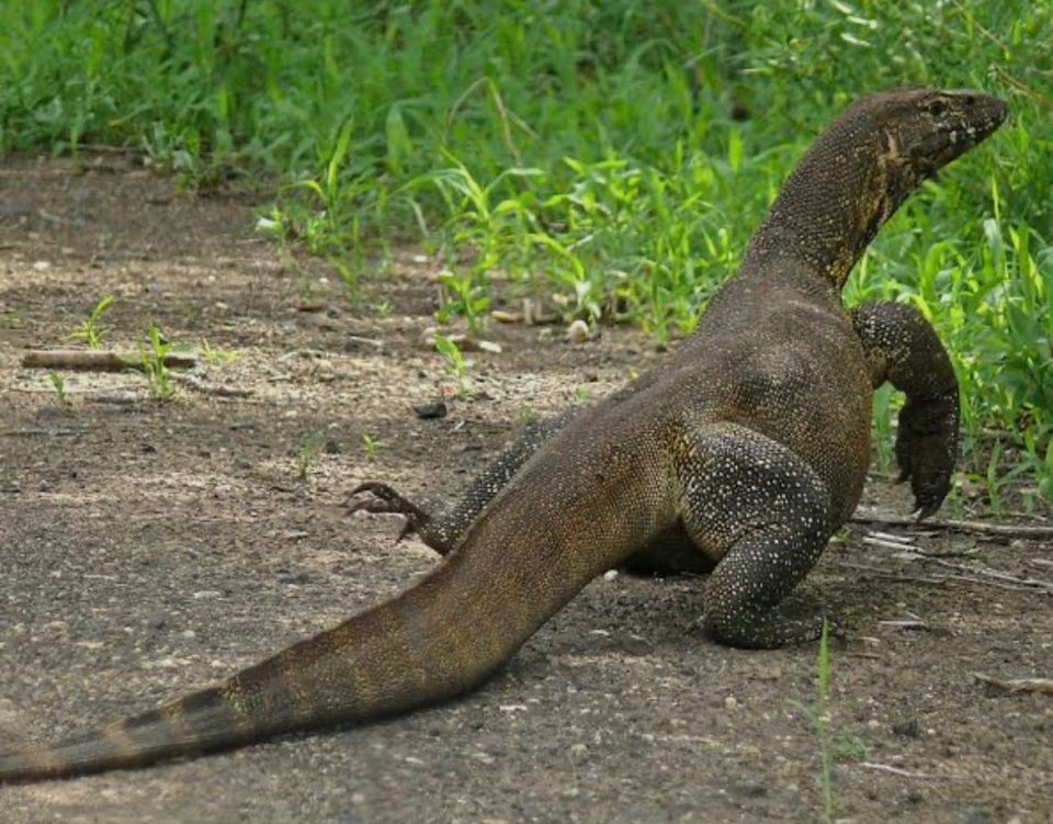 Desde 2021, o lagarto-do-Nilo integra a lista de espécies exóticas proibidas na Flórida, e programas de controle visam conter sua expansão (Foto: Reprodução redes sociais)