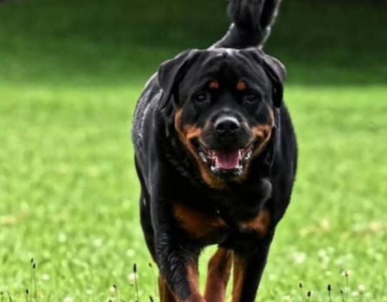 Veterinários e treinadores ressaltam que métodos violentos de punição não são ineficazes e podem provocar traumas físicos e comportamentais duradouros nos animais (Foto: Reprodução redes sociais)