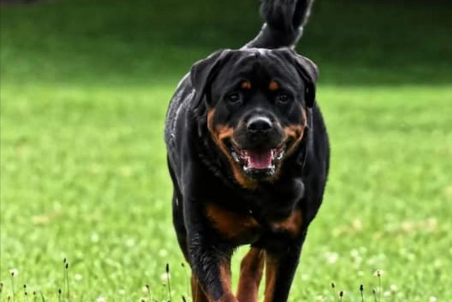 Veterinários e treinadores ressaltam que métodos violentos de punição não são ineficazes e podem provocar traumas físicos e comportamentais duradouros nos animais (Foto: Reprodução redes sociais)