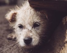 O Department of Homeland Security (DHS) não reconhece o abandono de animais como parte de suas práticas operacionais (Foto: Freepik)