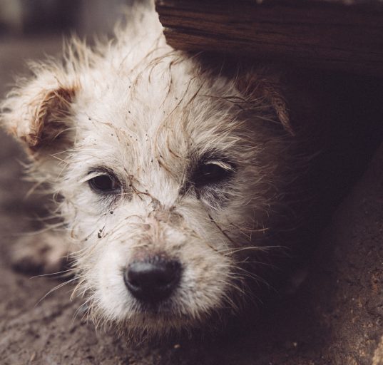 O Department of Homeland Security (DHS) não reconhece o abandono de animais como parte de suas práticas operacionais (Foto: Freepik)