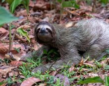 Treze preguiças sobreviventes foram resgatadas e transferidas para o Central Florida Zoo & Botanical Gardens, em Sanford. Elas estavam desidratadas e abaixo do peso, com ao menos uma em estado crítico (Foto: Freepik)