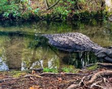 O animal morreu de causas naturais após um longo período de envelhecimento, encerrando uma trajetória que marcou gerações de visitantes (Foto: Reprodução redes sociais)
