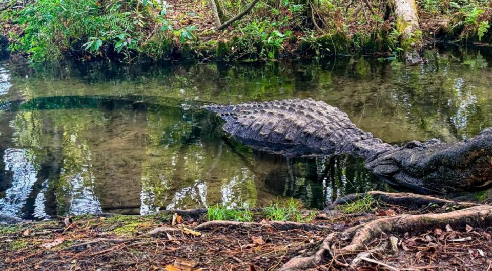 O animal morreu de causas naturais após um longo período de envelhecimento, encerrando uma trajetória que marcou gerações de visitantes (Foto: Reprodução redes sociais)