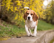 A raça beagle é utilizada em estudos científicos devido ao seu porte compacto, comportamento dócil e facilidade de manejo (Foto: Freepik)