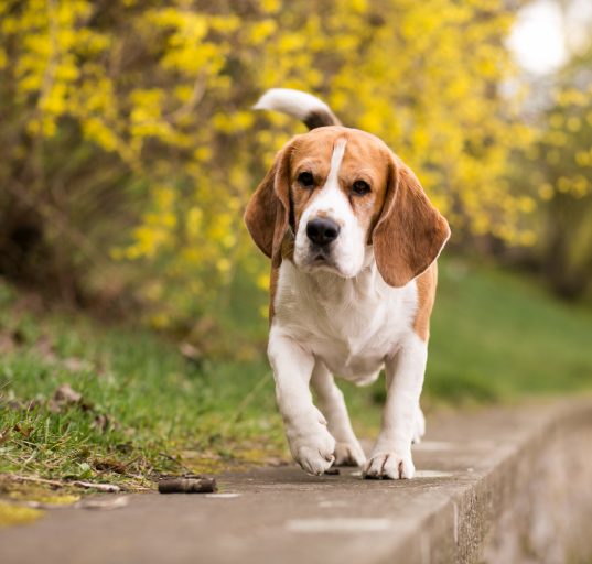 A raça beagle é utilizada em estudos científicos devido ao seu porte compacto, comportamento dócil e facilidade de manejo (Foto: Freepik)