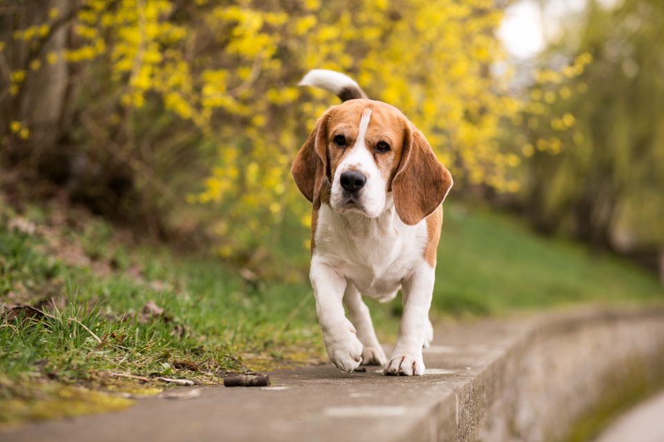 A raça beagle é utilizada em estudos científicos devido ao seu porte compacto, comportamento dócil e facilidade de manejo (Foto: Freepik)