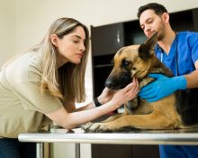 Pesquisas indicam que a maioria dos tutores considera cães e gatos integrantes da família e estaria disposta a cortar gastos pessoais antes de diminuir despesas relacionadas aos pets (Foto: Freepik)