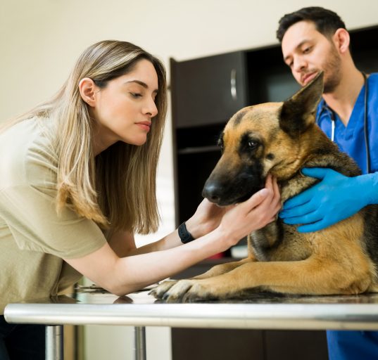 Pesquisas indicam que a maioria dos tutores considera cães e gatos integrantes da família e estaria disposta a cortar gastos pessoais antes de diminuir despesas relacionadas aos pets (Foto: Freepik)