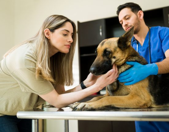 Pesquisas indicam que a maioria dos tutores considera cães e gatos integrantes da família e estaria disposta a cortar gastos pessoais antes de diminuir despesas relacionadas aos pets (Foto: Freepik)