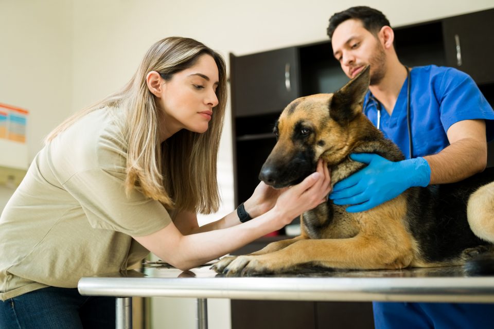 Pesquisas indicam que a maioria dos tutores considera cães e gatos integrantes da família e estaria disposta a cortar gastos pessoais antes de diminuir despesas relacionadas aos pets (Foto: Freepik)