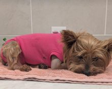 O órgão ambiental recomenda aos tutores que mantenham os cães com guias curtas em locais próximos a lagos e canais e evitem circular nessas áreas entre o crepúsculo e o amanhecer (Foto: Reprodução/Go Fund Me)