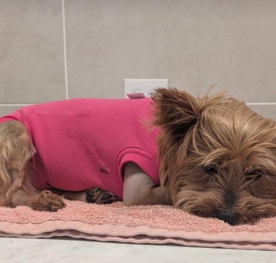 O órgão ambiental recomenda aos tutores que mantenham os cães com guias curtas em locais próximos a lagos e canais e evitem circular nessas áreas entre o crepúsculo e o amanhecer (Foto: Reprodução/Go Fund Me)