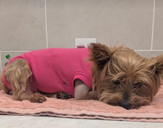 O órgão ambiental recomenda aos tutores que mantenham os cães com guias curtas em locais próximos a lagos e canais e evitem circular nessas áreas entre o crepúsculo e o amanhecer (Foto: Reprodução/Go Fund Me)