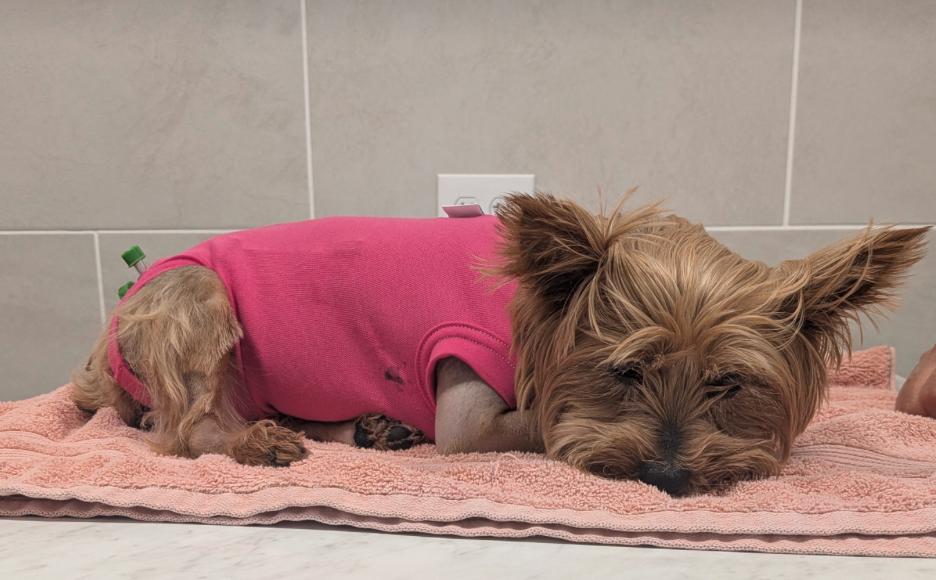 O órgão ambiental recomenda aos tutores que mantenham os cães com guias curtas em locais próximos a lagos e canais e evitem circular nessas áreas entre o crepúsculo e o amanhecer (Foto: Reprodução/Go Fund Me)