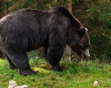 A Flórida abriga mais de 4.000 ursos-negros e a proximidade do condomínio com uma área de mata facilita o deslocamento da fauna silvestre nas redondezas (Foto: Freepik)