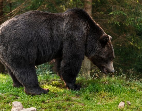 A Flórida abriga mais de 4.000 ursos-negros e a proximidade do condomínio com uma área de mata facilita o deslocamento da fauna silvestre nas redondezas (Foto: Freepik)