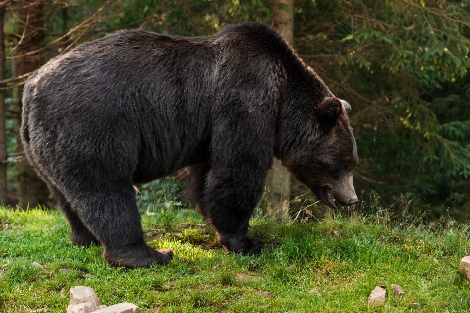 A Flórida abriga mais de 4.000 ursos-negros e a proximidade do condomínio com uma área de mata facilita o deslocamento da fauna silvestre nas redondezas (Foto: Freepik)
